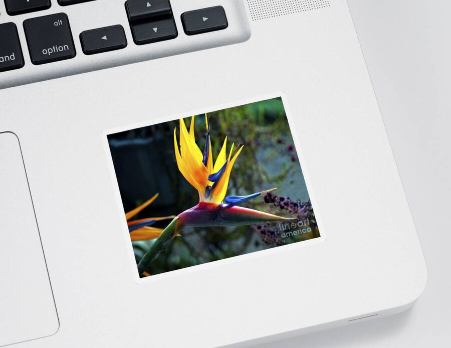 Fine Art Photography Sticker featuring the photograph Bird of Paradise by Patricia Griffin Brett