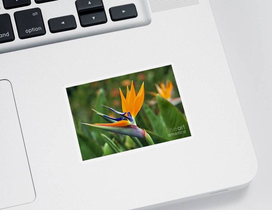 Flower Sticker featuring the photograph Bird of Paradise by Teresa Zieba