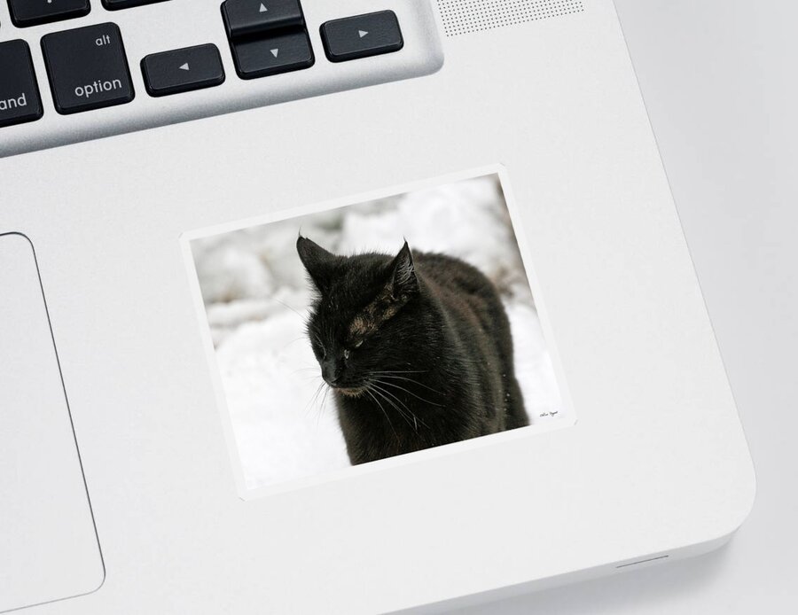 Photo Sticker featuring the photograph Black Cat White Snow by Chriss Pagani