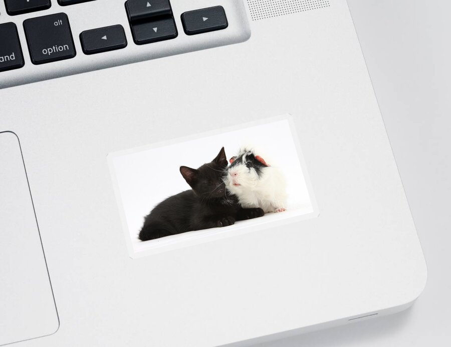 Nature Sticker featuring the photograph Black Kitten Guinea Pig by Mark Taylor