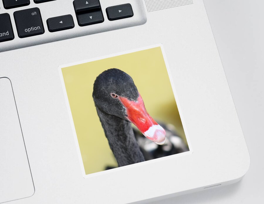 Black Sticker featuring the photograph Black Swan by Kim Galluzzo