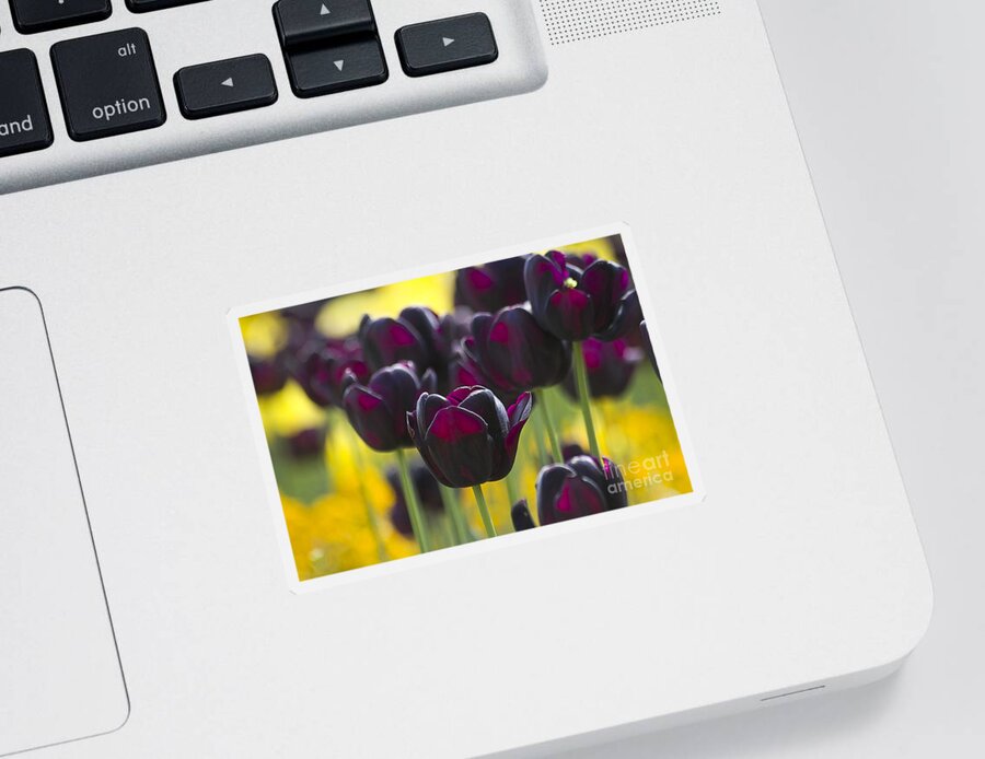 Tulip Sticker featuring the photograph Black Tulips in Yellow by Heiko Koehrer-Wagner