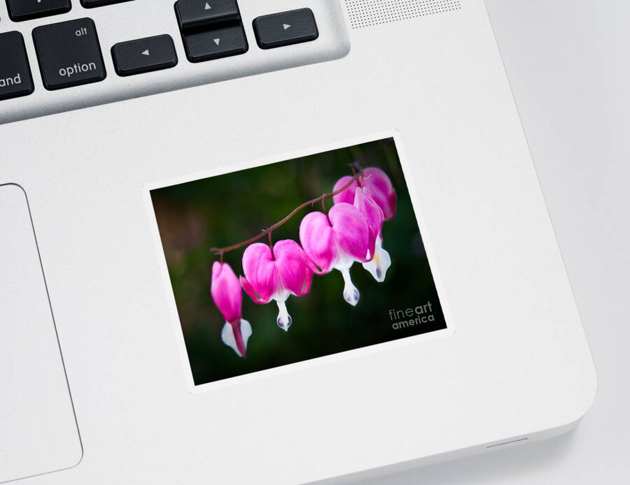 Flower Sticker featuring the photograph Bleeding Hearts 001 by Larry Carr