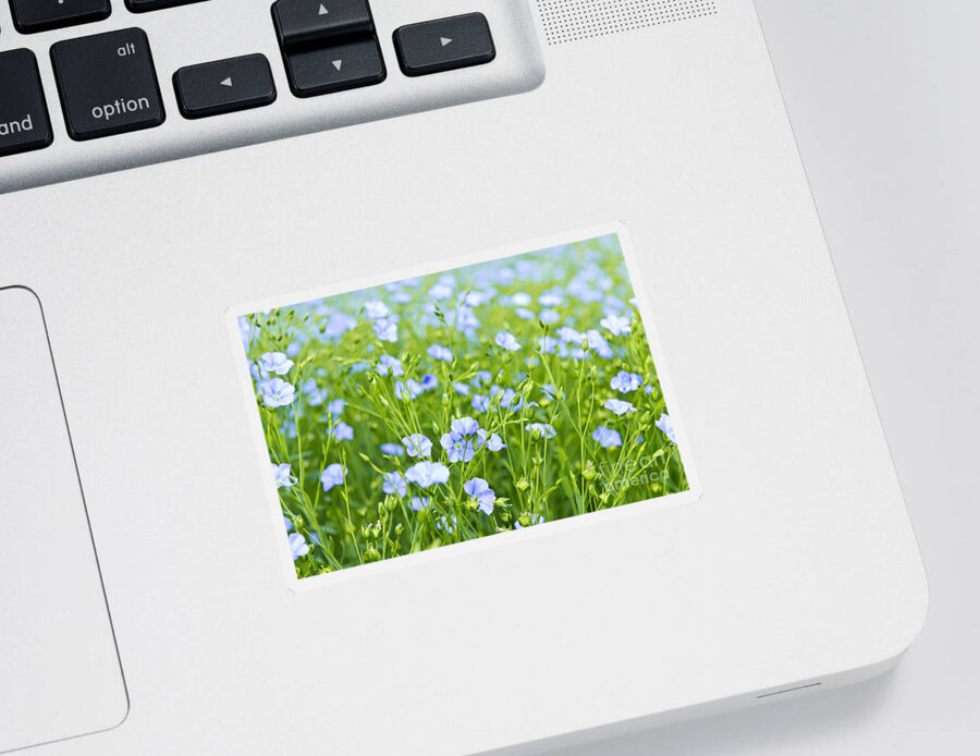 Flax Sticker featuring the photograph Blooming flax by Elena Elisseeva