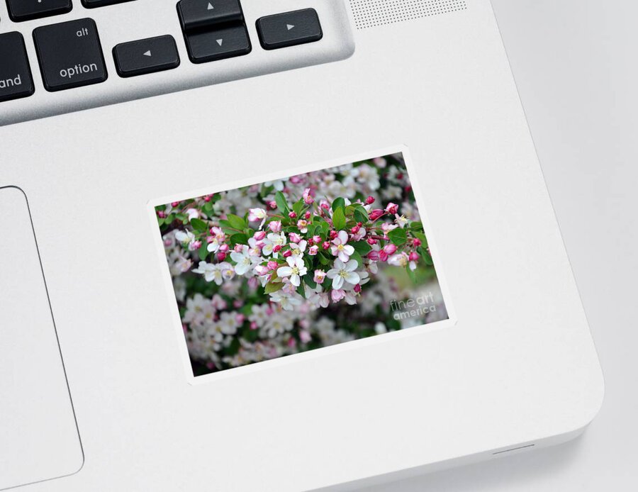 Blossoms Sticker featuring the photograph Blossoms on Blossoms by Dorrene BrownButterfield