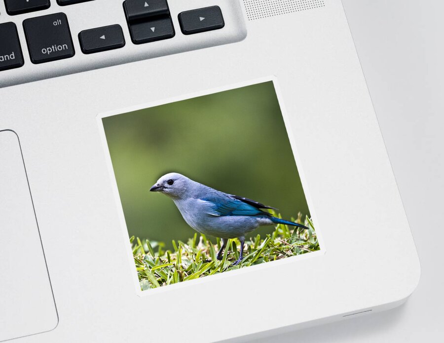 Tanager Sticker featuring the photograph Blue-Grey-Tanager by Heiko Koehrer-Wagner