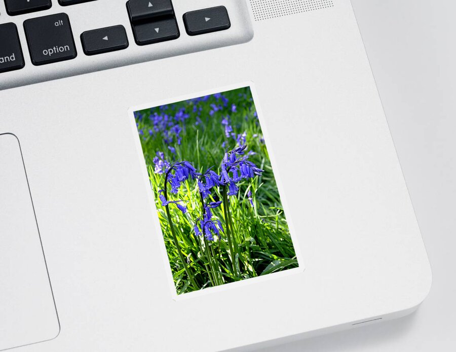 Staffordshire Sticker featuring the photograph Bluebell Cluster by Rod Johnson