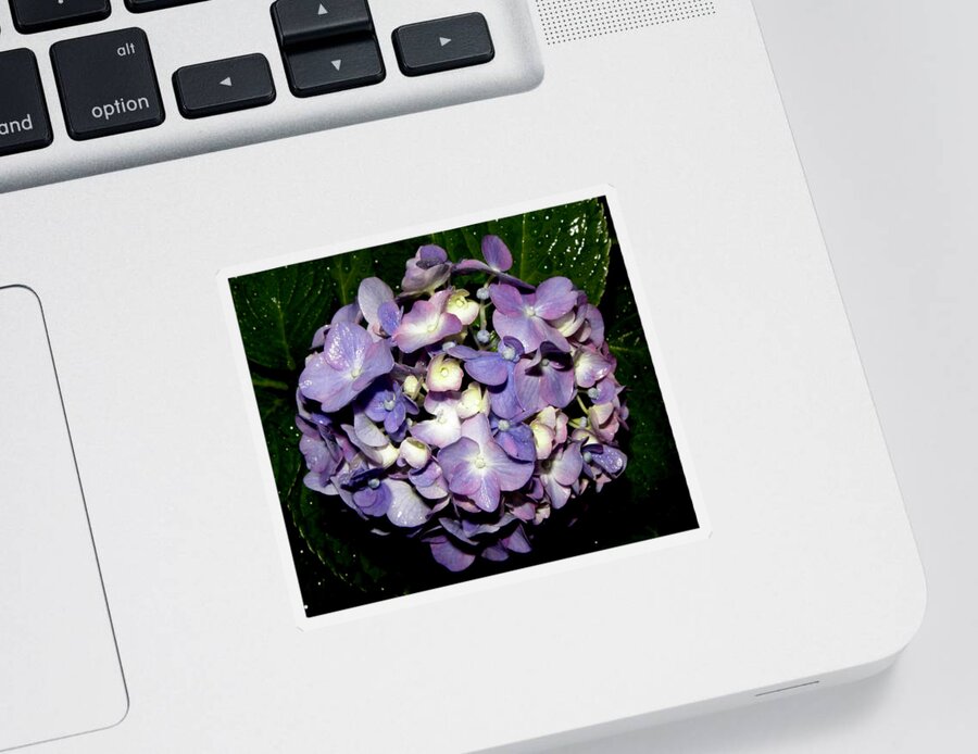 Blueish Sticker featuring the photograph Blueish Purple Hydrangea At Nighfall by Kim Galluzzo