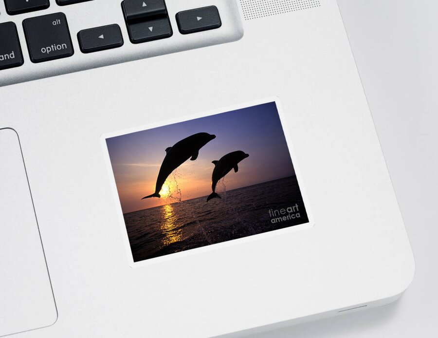 Cetacean Sticker featuring the photograph Bottlenose Dolphins by Francois Gohier and Photo Researchers