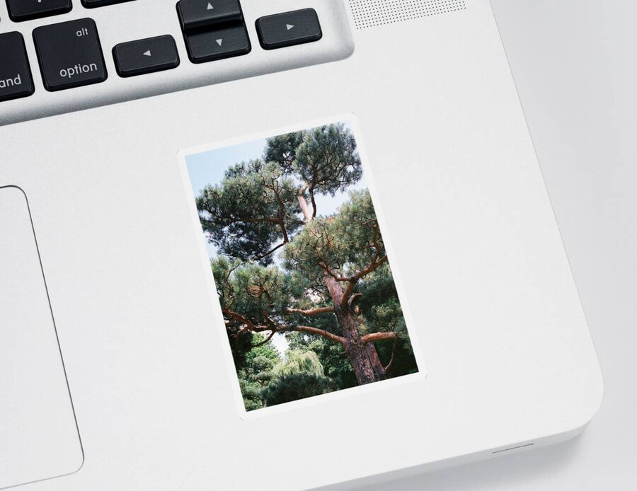 Tree Sticker featuring the photograph Branch Out by Samantha Lusby