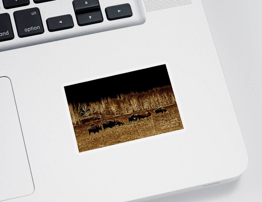 Buffalo Sticker featuring the photograph Buffalos roaming by Kim Galluzzo