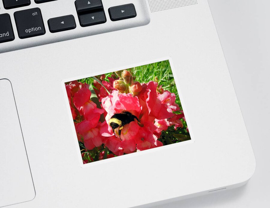 Floral Sticker featuring the photograph Bumblebee And Snapdragon by Joyce Dickens