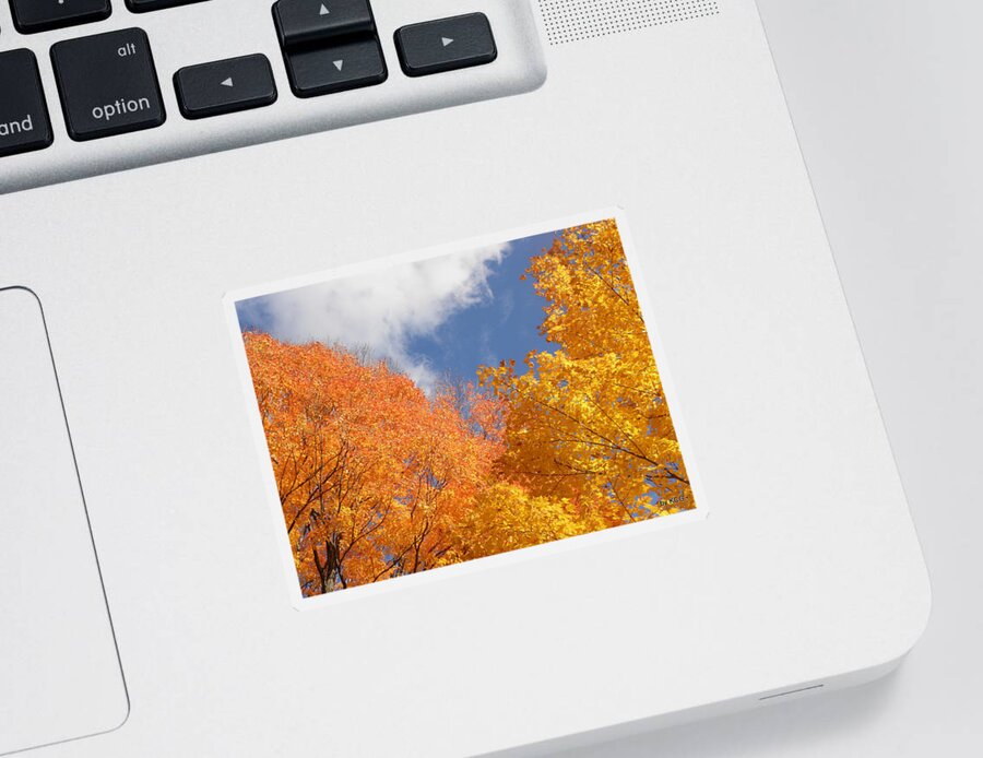 Leaves Sticker featuring the photograph Bursts Of Fall by Kim Galluzzo