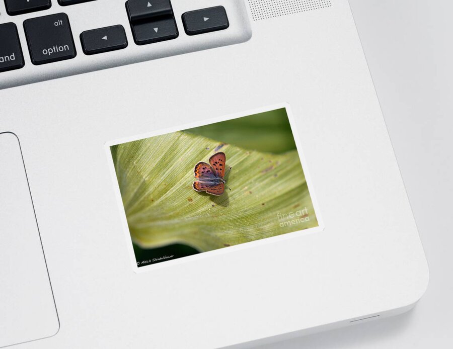 Butterfly Sticker featuring the photograph Butterfly On Cornflower Leaf by Mitch Shindelbower