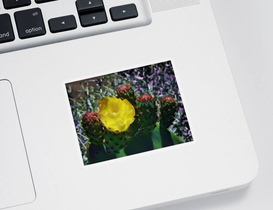 Opuntia Neoargentina Sticker featuring the photograph Cactus Blossom 8 by Xueling Zou
