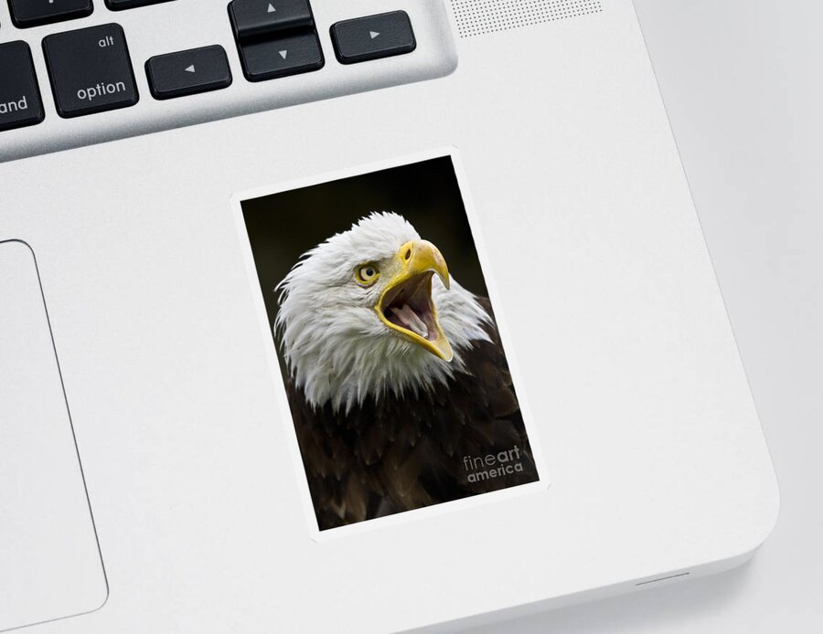 Eagle Sticker featuring the photograph Calling Bald Eagle - 4 by Heiko Koehrer-Wagner