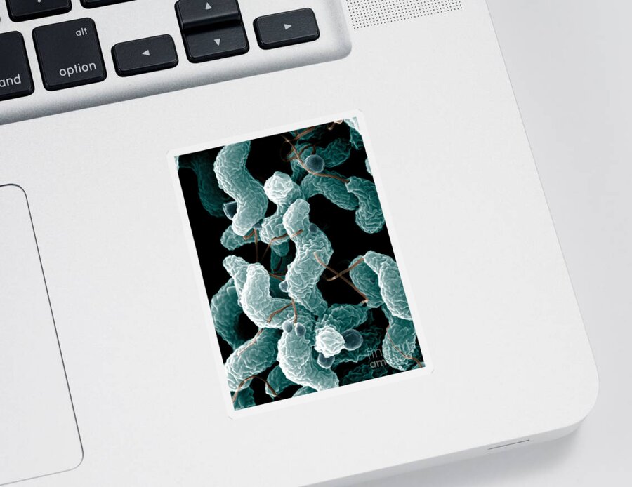 Campylobacter Bacteria Sticker featuring the photograph Campylobacter Bacteria by Science Source