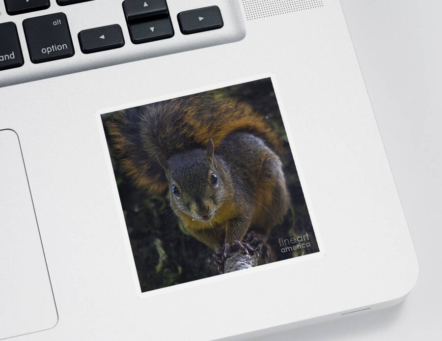 Squirrel Sticker featuring the photograph Can I eat the Camera by Heiko Koehrer-Wagner