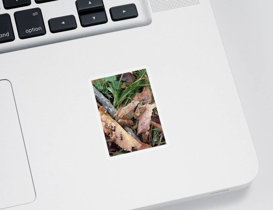 Frog Sticker featuring the photograph Can You See Me by Kim Galluzzo