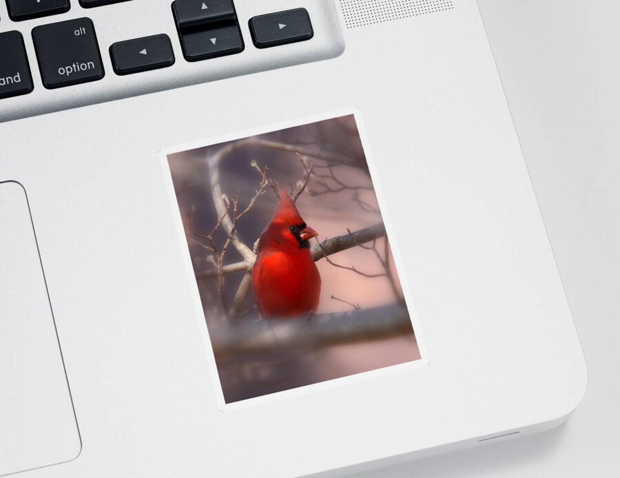 Cardinal Sticker featuring the photograph Cardinal - Unafraid by Travis Truelove