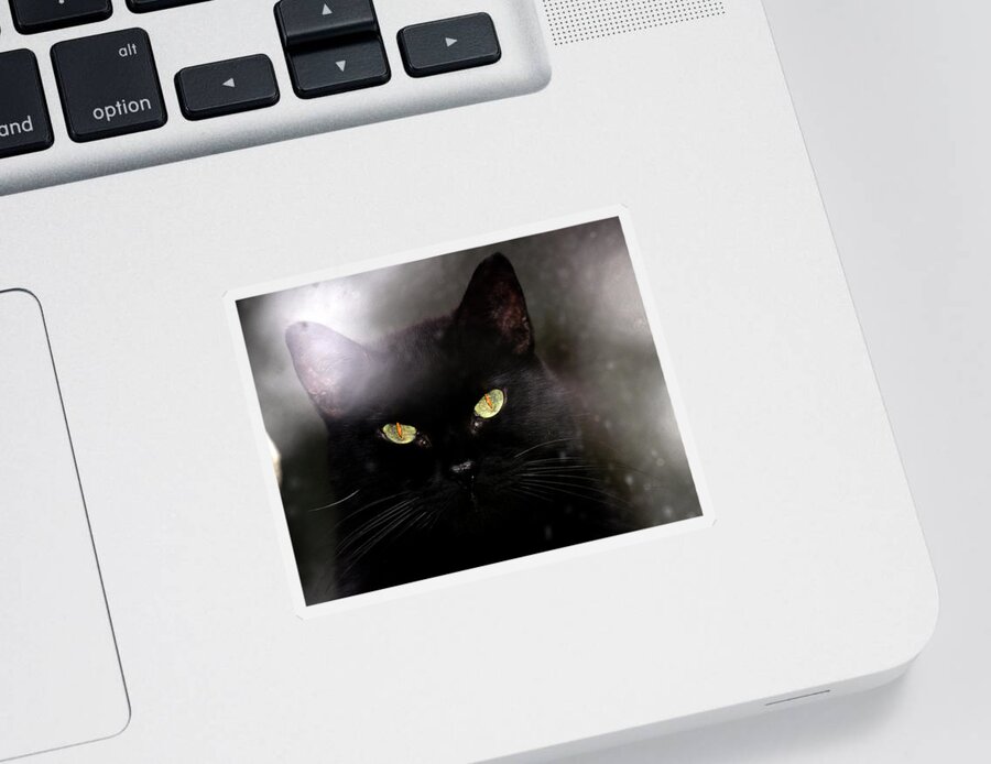 Cat Sticker featuring the photograph Cat Behind A Rain Spattered Window by Marie Jamieson