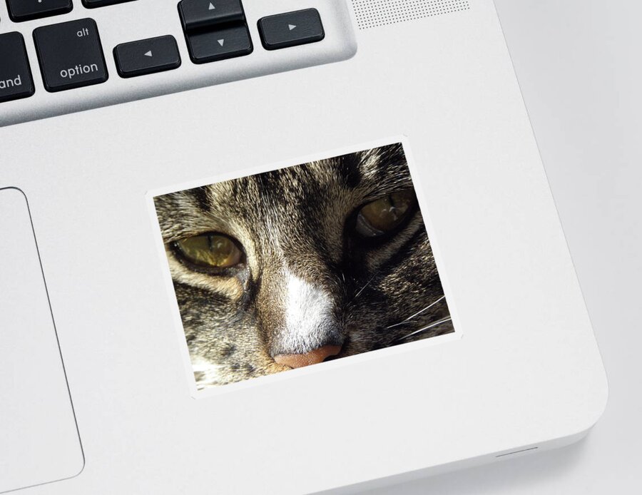 Eyes Sticker featuring the photograph Cat Eyes by Kim Galluzzo