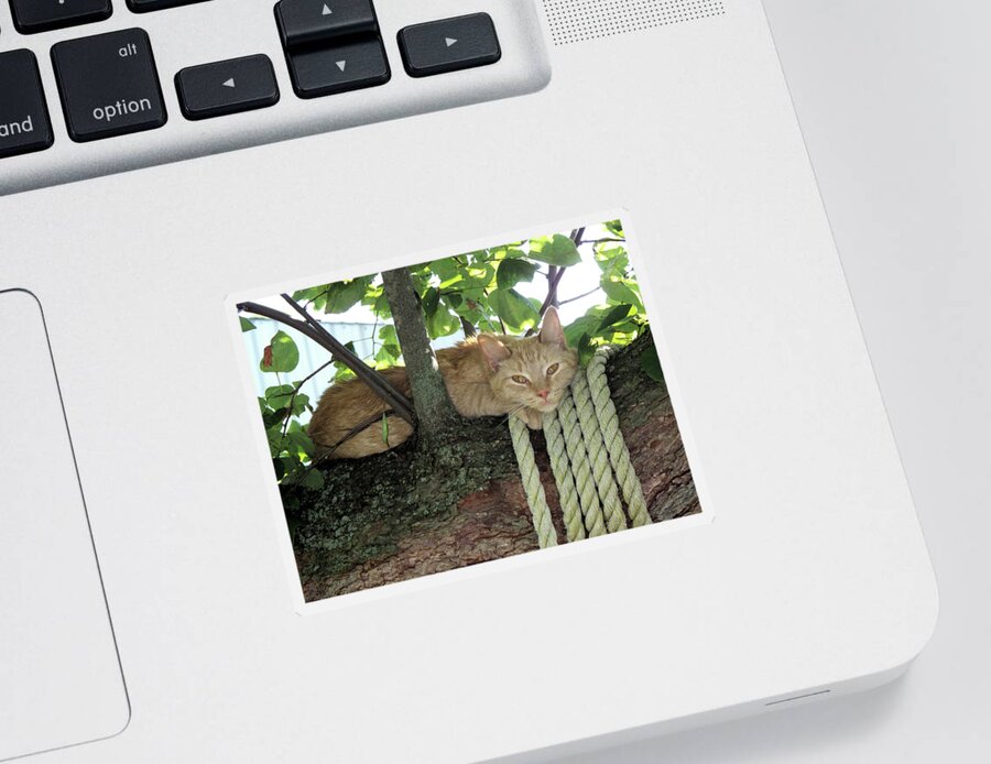 Tree Sticker featuring the photograph Catnap Time by Thomas Woolworth