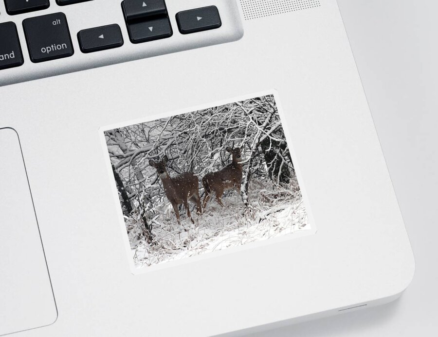 Deer Sticker featuring the photograph Caught in the Snow Storm by Elizabeth Winter