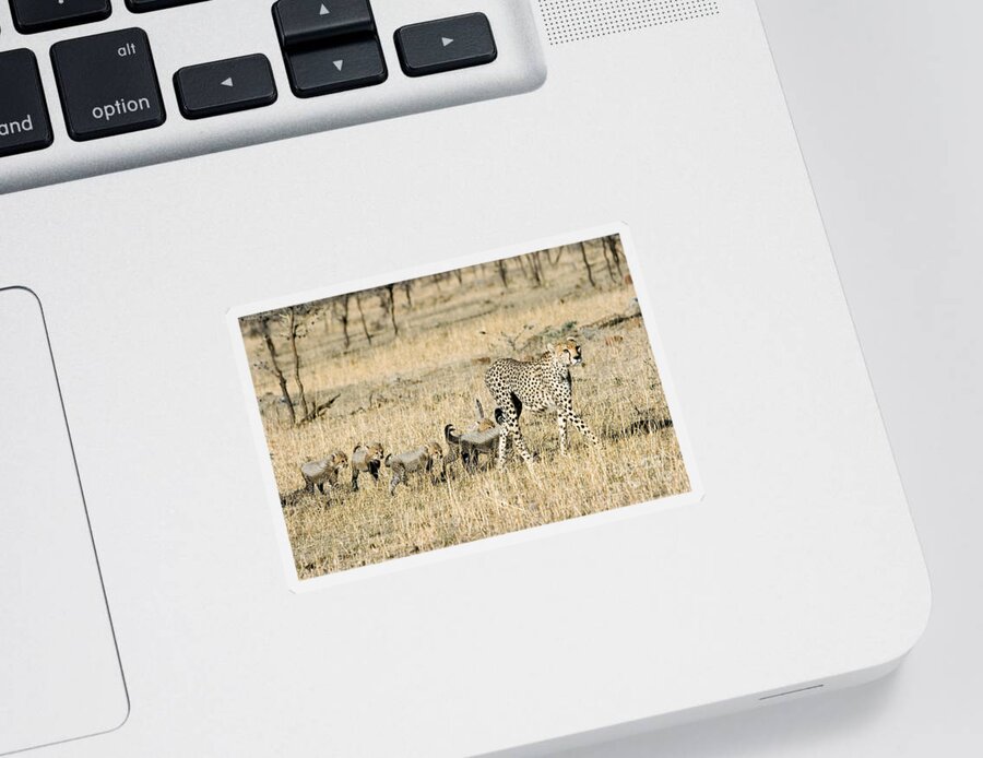 Animal Sticker featuring the photograph Cheetah Mother And Cubs by Gregory G Dimijian MD