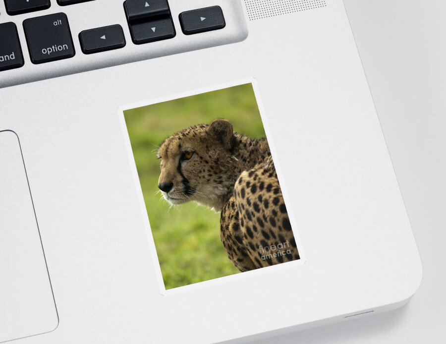 Cheetah Sticker featuring the photograph Cheetah by Steev Stamford