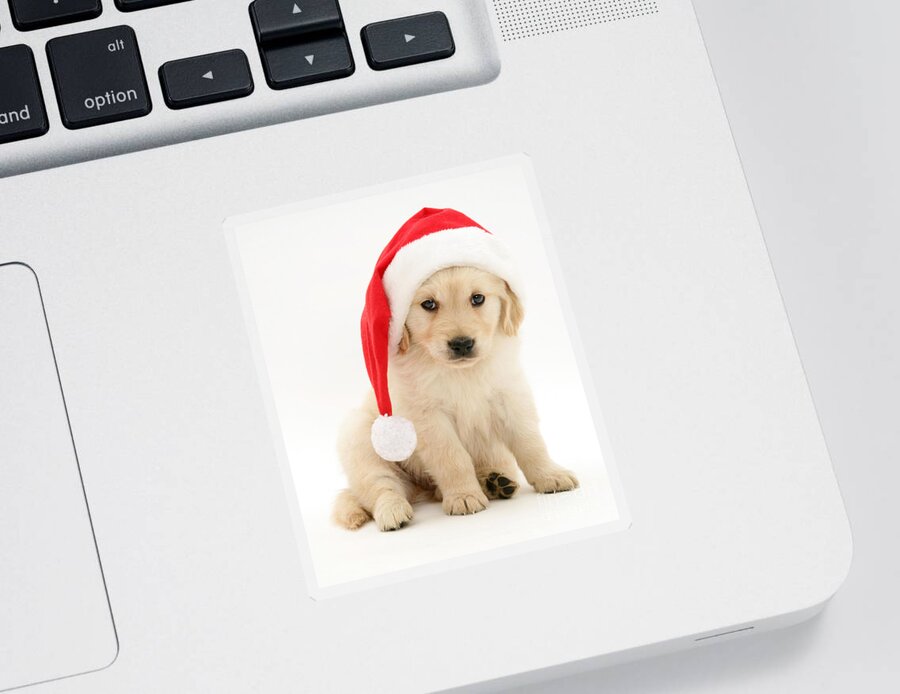 Animal Sticker featuring the photograph Christmas Golden Retriever by Jane Burton
