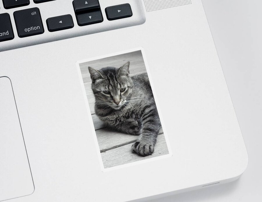 Cat Sticker featuring the photograph Cisco And His Big Feet by Kim Galluzzo