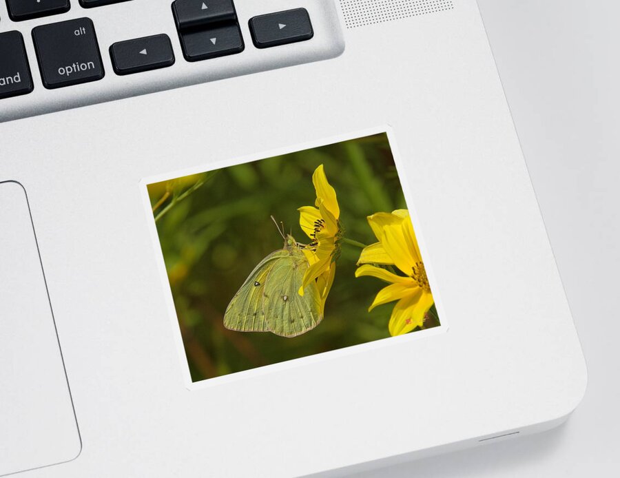 Nature Sticker featuring the photograph Clouded Sulphur Butterfly DIN099 by Gerry Gantt