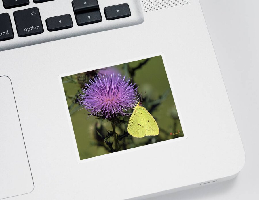Marsh Sticker featuring the photograph Cloudless Sulphur Butterfly DIN159 by Gerry Gantt