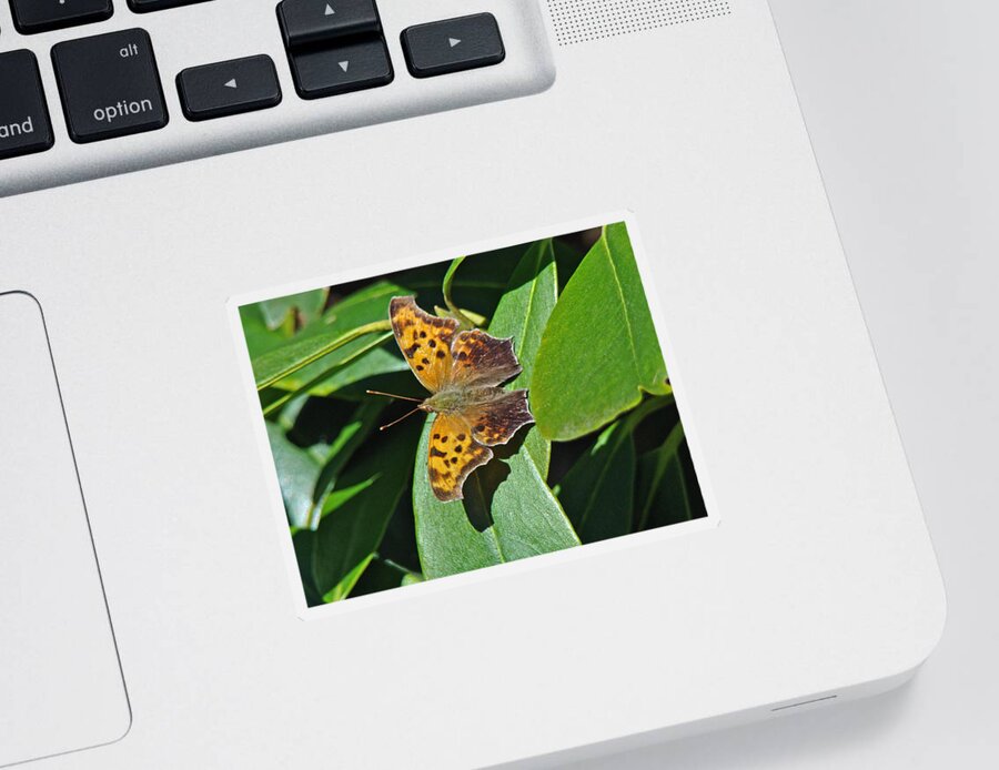 Polygonia C Album Sticker featuring the photograph Comma Anglewing Butterfly - Polygonia c-album by Carol Senske