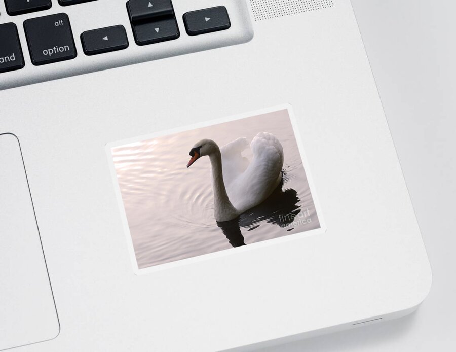 Swan Sticker featuring the photograph Completely Elegant by Bob Christopher