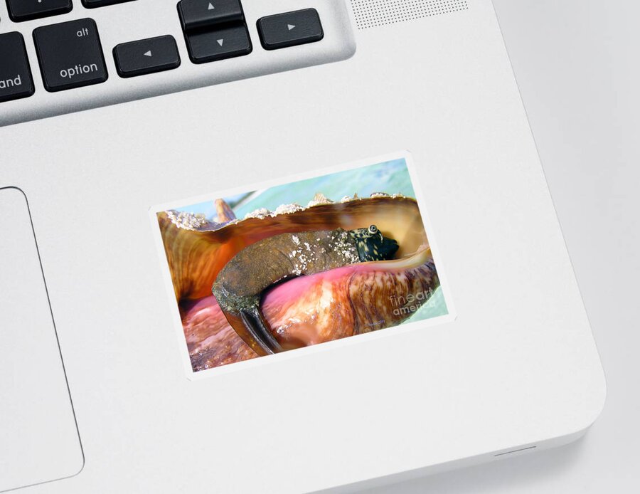 Conch Sticker featuring the photograph Conch Face- Who Knew by Li Newton