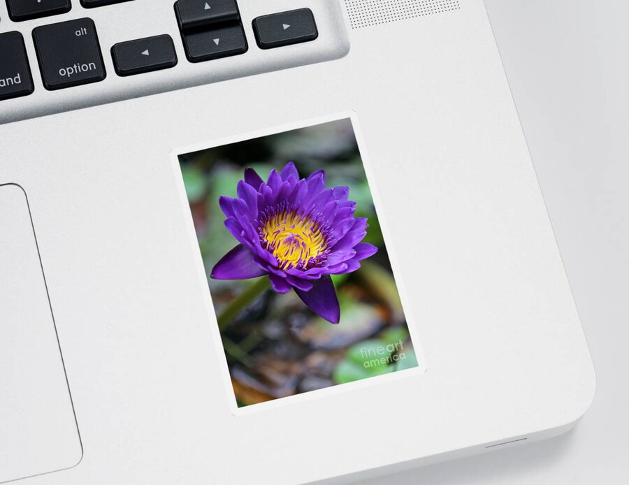 Lily Sticker featuring the photograph Confident Purple Water Lily by Sabrina L Ryan