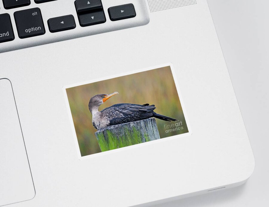 Birds Sticker featuring the photograph Cormorant On A Post by Kathy Baccari