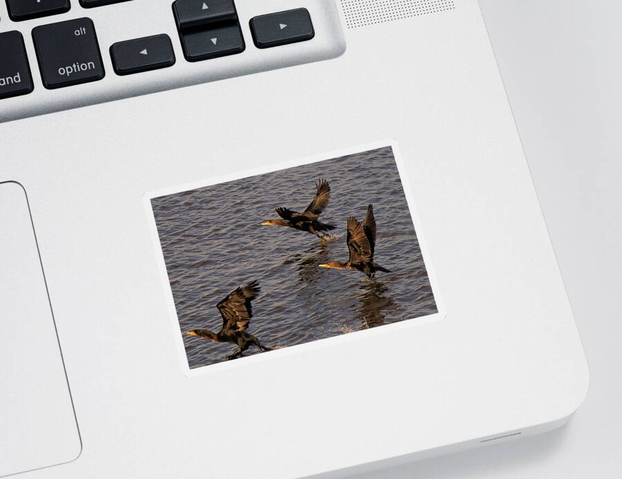 Cormorants Sticker featuring the photograph Cormorants in Flight 1 by Lawrence Christopher