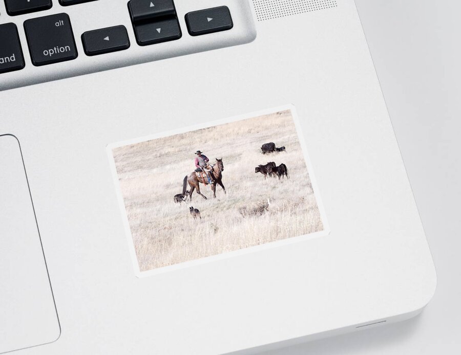 Cowboy Sticker featuring the photograph Cowboy by Cindy Singleton