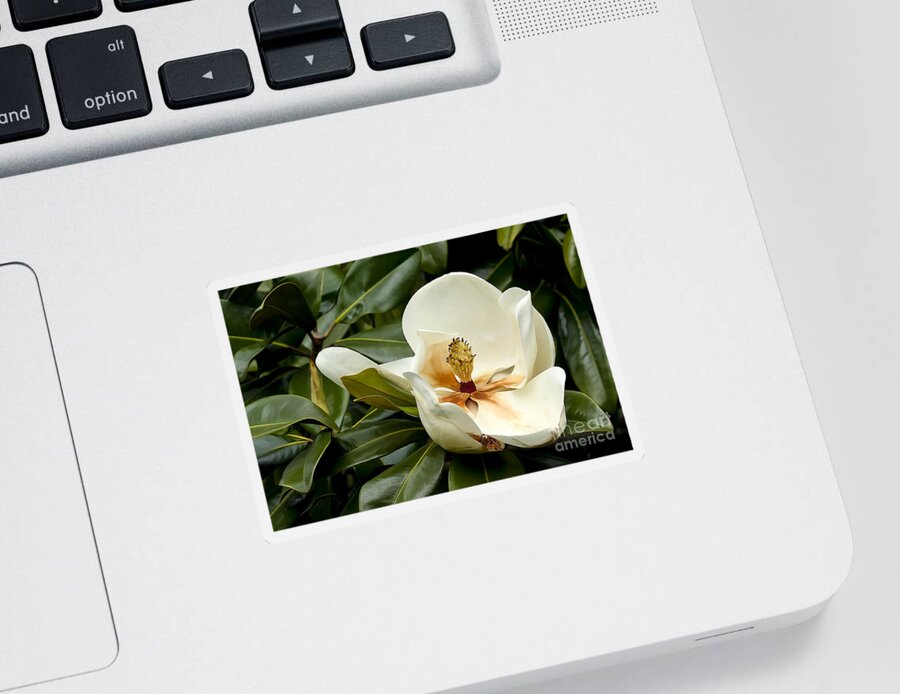 Flower Sticker featuring the photograph Creamy Magnolia by Teresa Zieba