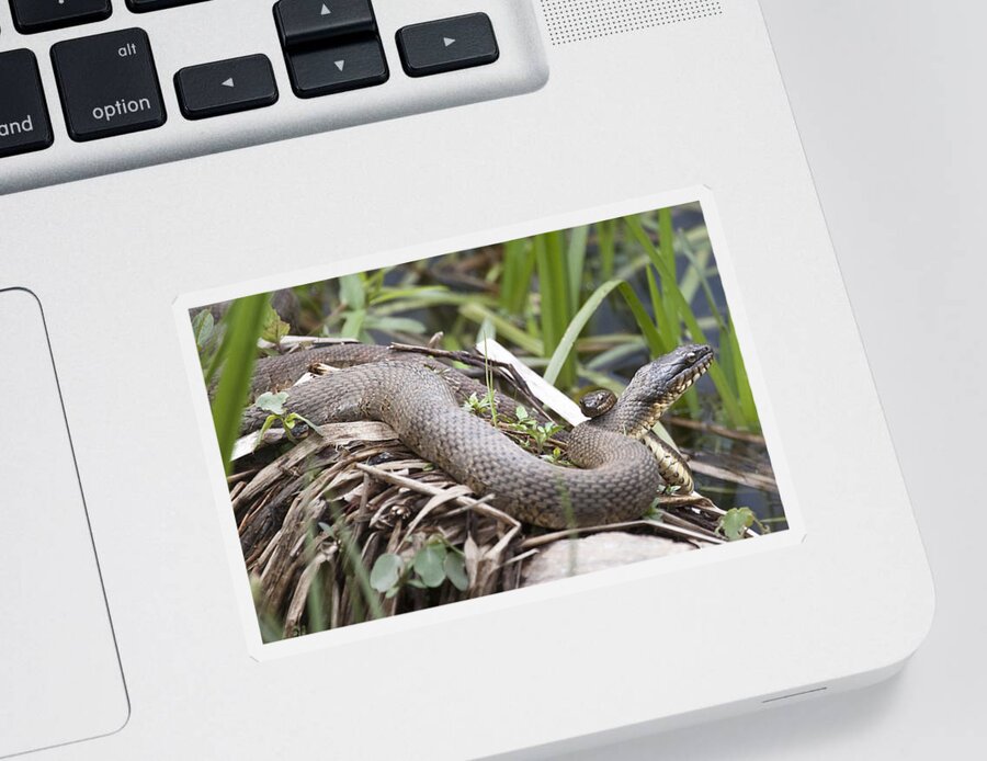 Nerodia Sipedon Sticker featuring the photograph Cuddling Snakes by Jeannette Hunt