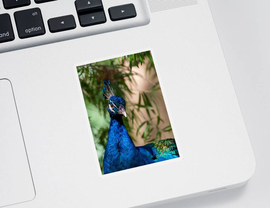 Peacock Sticker featuring the photograph Curious Peacock by Sabrina L Ryan