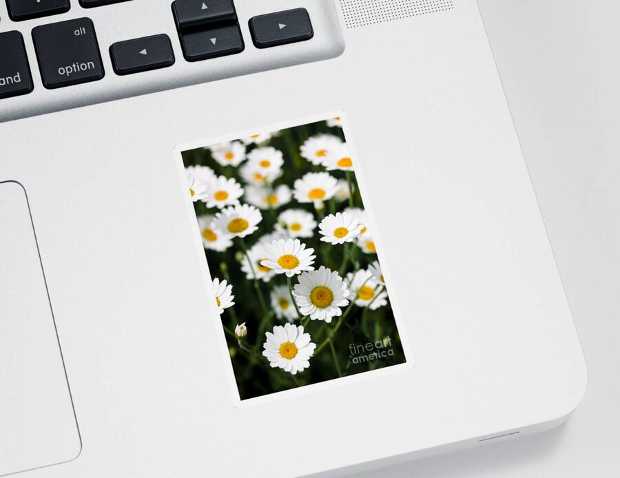 Daisy Sticker featuring the photograph Daisies in a field by Simon Bratt