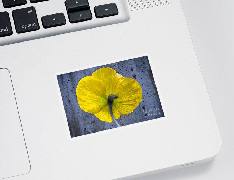 Poppy Sticker featuring the photograph Delicate and Strong by Heiko Koehrer-Wagner