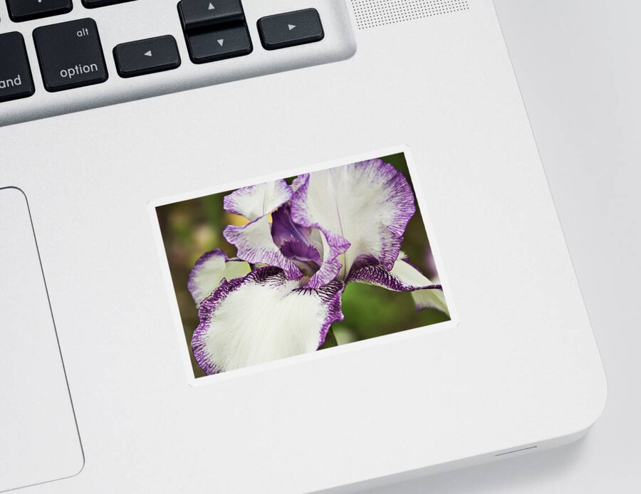 Iris Sticker featuring the photograph Delicate Ruffles 2 by Angelina Tamez
