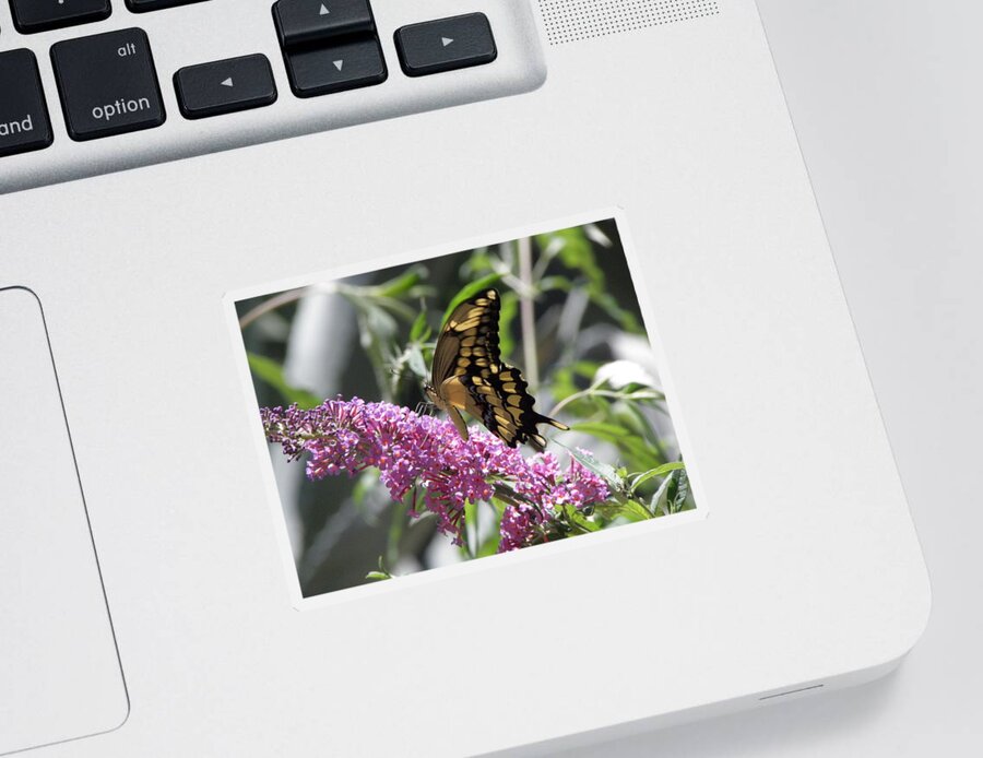 Butterfly Sticker featuring the photograph Delish by Kim Galluzzo