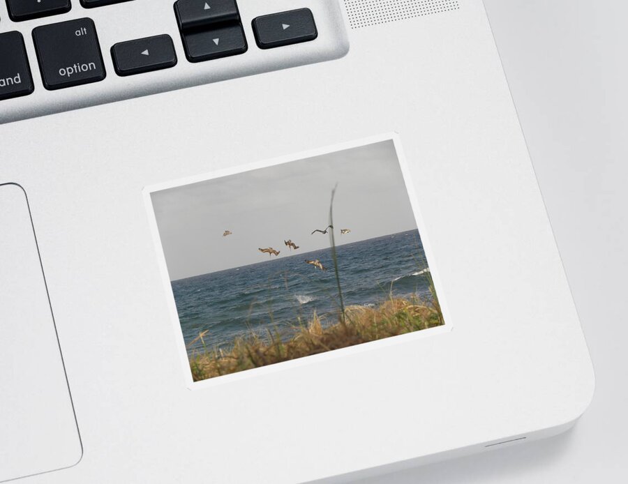 Pelican Sticker featuring the photograph Dive Bomb by Kim Galluzzo