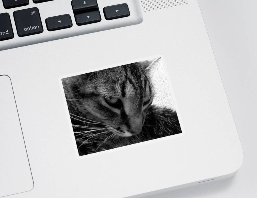 Cat Sticker featuring the photograph Do Not Come Near Me by Kim Galluzzo